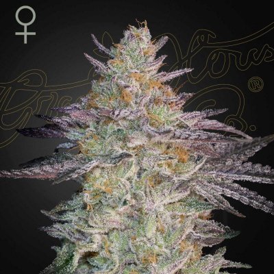 Green House Seed Super Lemon Haze x GMO semena neobsahují THC 1 + 1 ks – Hledejceny.cz