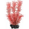 Akvarijní rostlina I--Z Tetra Myriophyllum heterophyllum - Red Foxtail 15 cm