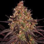 Barney's Farm Ayahuasca Purple semena neobsahují THC 5 ks – Zboží Dáma
