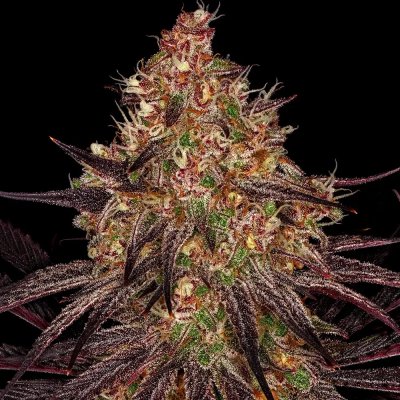 Barney's Farm Ayahuasca Purple semena neobsahují THC 5 ks – Zboží Dáma