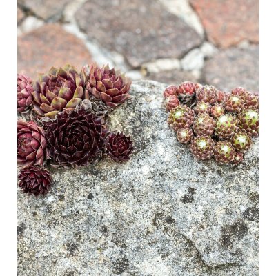 Netřesk Skalní růže směs Sempervivum hybridum osivo netřesku 30 ks – Hledejceny.cz