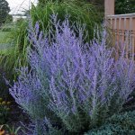 GREENBOSS FLOWER Perovskie - Blue steel Průměr květináče: 9 až 12 cm – Zboží Dáma