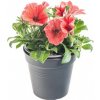 Květina Výhodné balení 6x Potunie, červená, velikost květináče 10 - 12 cm