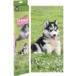GRAFIX Diamantové malování Husky 40 x 50 cm – Hledejceny.cz