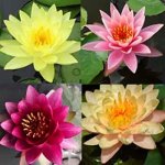 LAWANA Nymphaea Natura, leknín (1ks) Varianta: žlutý – Zboží Dáma