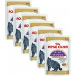 Royal Canin British Shorthair Gravy ve šťávě 12 x 85 g – Hledejceny.cz