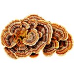 Ex Herbis Coriolus Outkovka pestrá mletá 500 g – Zboží Dáma