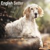 Kalendář English Setter, 30,5 x 30,5 (30,5 x 61) cm 2025