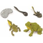 Safari Ltd. Životní cyklus Žába – Zboží Mobilmania