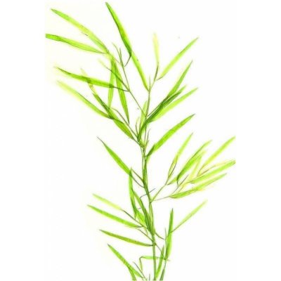 Potamogeton malaianus – Sleviste.cz