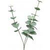 Květina Blahovičník - Eukalyptus 'Cinera' x3 vyběr 60 cm