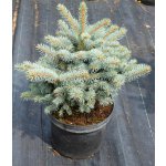 Picea pungens 'Glauca Globosa' Prodejní velikost: 020/030, Velikost hrnku: 5 l – Hledejceny.cz