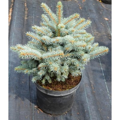 Picea pungens 'Glauca Globosa' Prodejní velikost: 020/030, Velikost hrnku: 5 l – Hledejceny.cz