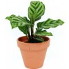 Květina Gardners Calathea Freddie, průměr 6-7 cm Kalatea