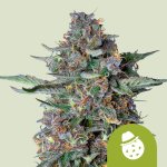 Royal Queen Seeds Do-si-dos AUTO semena neobsahují THC 3 ks – Zboží Mobilmania