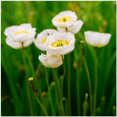 Mák Champagne Bubbles White - Papaver nudicaule - semena máku - 20 ks – Zboží Mobilmania