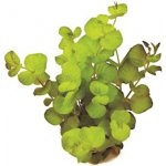 Lysimachia nummularia aurea – Zboží Dáma