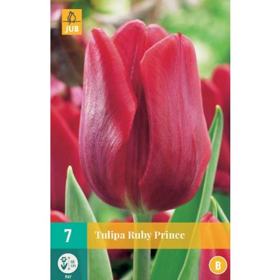 Karta - Tulipán - Ruby Prince (7 cibulí) 
