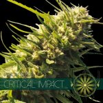 Vision Seeds Critical Impact semena neobsahují THC 5 ks – Zboží Mobilmania