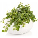 Květináč Tescoma 19 x 15,5 x 9,5 cm keramika bílý – Hledejceny.cz