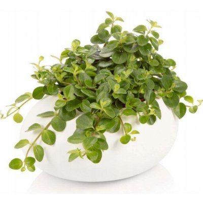 Květináč Tescoma 19 x 15,5 x 9,5 cm keramika bílý – Hledejceny.cz