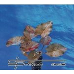 Nymphaea lotus Rot – Zbozi.Blesk.cz