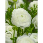 Pryskyřník 'Ranunculus white' 3 ks – Hledejceny.cz
