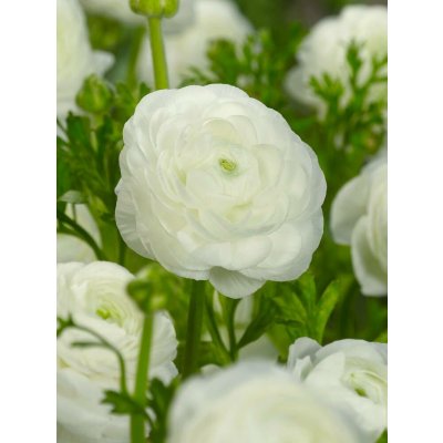 Pryskyřník 'Ranunculus white' 3 ks – Hledejceny.cz