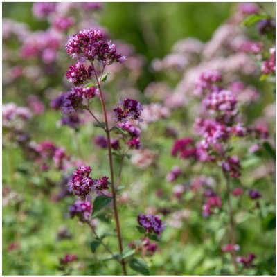 Dobromysl obecná - Origanum vulgare - semena dobromyslu - 1200 ks – Hledejceny.cz