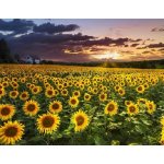 Gaira Diamantové malování Slunečnice D0795 – Sleviste.cz