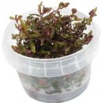 Rotala macrandra - Kolovka velká – Zboží Dáma