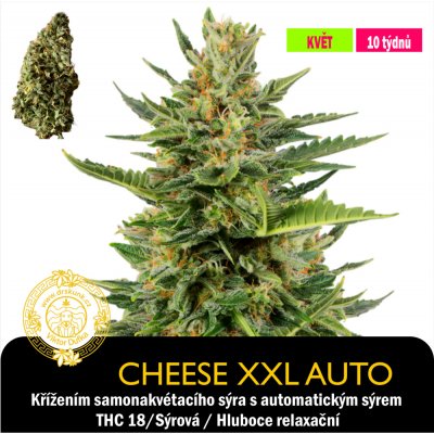 Drskunk CHeese XXL Auto Feminizováno semena neobsahují THC 1 ks – Zboží Dáma