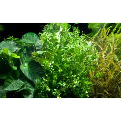 Microsorum pteropus Windelov – Zboží Dáma