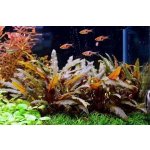 Cryptocoryne wendtii Brown – Zboží Dáma