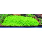 Micranthemum micranthemoides – Zboží Mobilmania