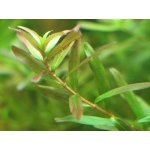 Rotala sp. Ceylon – Zboží Dáma