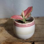 Aglaonema Red Zirkon baby – Hledejceny.cz