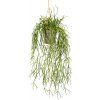 Květina Rhipsalis k zavěšení, 60cm