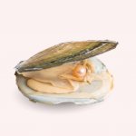 Pan Perla Mušle s pravou perlou 44 – Zbozi.Blesk.cz