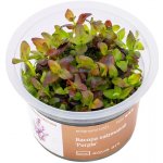 Bacopa salzmannii Purple – Zbozi.Blesk.cz