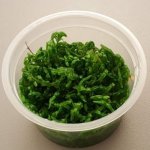 Rotala sp. Green – Zboží Dáma