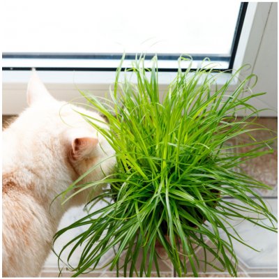 Semena kočičí trávy - výsevný disk - 5 ks