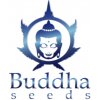 Semena konopí Buddha Seeds Buddha Purple Kush semena neobsahují THC 1 ks