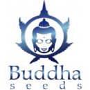 Buddha Seeds Medikit Auto CBD semena neobsahují THC 1 ks