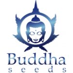 Buddha Seeds Magnum Auto semena neobsahují THC 10 ks – Zboží Dáma