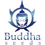 Buddha Seeds Magnum AUTO semena neobsahují THC 10 ks – Zboží Mobilmania