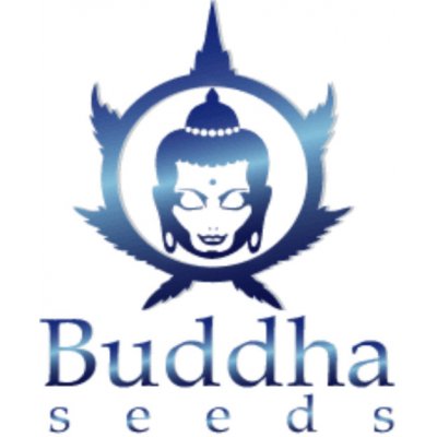Buddha Seeds Buddha Purple Kush semena neobsahují THC 1 ks