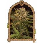 Exotic Seeds Dr. Greenman Pure CBD semena neobsahují THC 3 ks – Hledejceny.cz