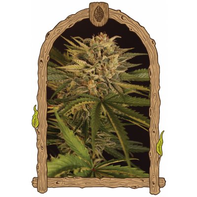 Exotic Seeds Dr. Greenman Pure CBD semena neobsahují THC 3 ks – Hledejceny.cz