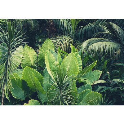 Postershop Fototapeta vliesová Zelená džungle, rozměry 416x254 cm – Zboží Mobilmania